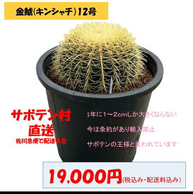 金鯱 キンシャチ ゴールデンバレスカクタス サボテン 12号 引っ越し祝い 大鉢 新築祝い 希少 サボテン村 岐孝園