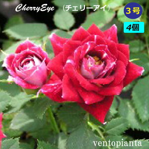 ~jo o `F[AC 3 4Zbg Yn K[fjO oc 󏭂ȃo