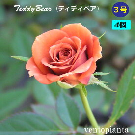 ミニバラ バラ ティディベア 3号鉢 4個セット 産地直送 ガーデニング バラ苗 希少なバラ