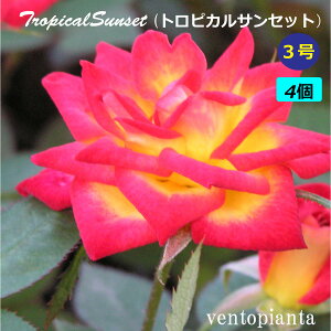 y|Cg2{z ~jo o gsJTZbg 3 4Zbg Yn K[fjO oc 󏭂ȃo