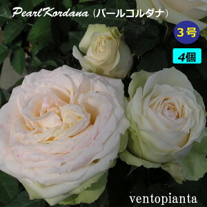 ~jo o p[R_i 3 4Zbg R_i R_[i Yn K[fjO oc 󏭂ȃo