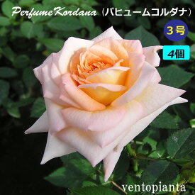 ミニバラ バラ パヒュームコルダナ 3号鉢 4個セット コルダナ コルダーナ 産地直送 ガーデニング バラ苗 希少なバラ