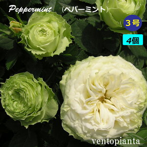 ~jo o yp[~g 3 4Zbg Yn K[fjO oc 󏭂ȃo