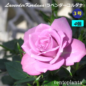 ミニバラ バラ ラベンダーコルダナ 3号鉢 4個セット コルダナ コルダーナ 産地直送 ガーデニング バラ苗 希少なバラ