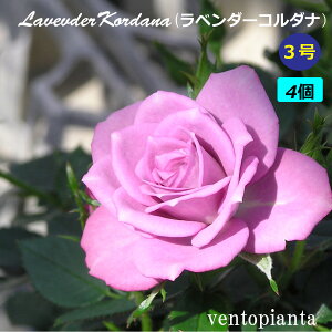 ミニバラ バラ ラベンダーコルダナ 3号鉢 4個セット コルダナ コルダーナ 産地直送 ガーデニング バラ苗 希少なバラ
