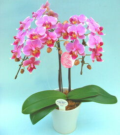 ミディ胡蝶蘭 リンリン 2本立ち 椎名洋ラン園 世界らん展 ギフト 胡蝶蘭 開店祝い 還暦 誕生日 御祝