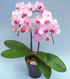 ミディ胡蝶蘭 ランラン 2本立ち 椎名洋ラン園 世界らん展 ギフト 胡蝶蘭 開店祝い 還暦 誕生日 御祝