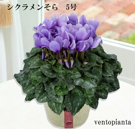【ポイント3倍】 シクラメン そら 【12月10日よりお届け】 ブルー 北島園芸 ボリュームがある 底面給水 育てやすい お歳暮 冬の花 ギフト