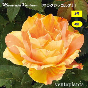 ~jo o }NWR_i R_i 3 4Zbg Yn K[fjO oc 󏭂ȃo