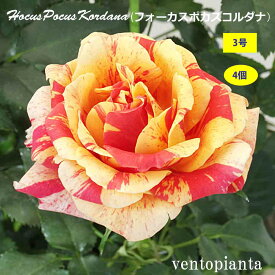 【ポイント2倍】 ミニバラ バラ フォーカスポカスコルダナ コルダナ 3号鉢 4個セット 産地直送 ガーデニング バラ苗 希少なバラ