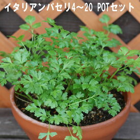イタリアンパセリ ハーブ 9cmPOT 4～20個セット 育てやすいプ ランター栽培可能 料理に合う