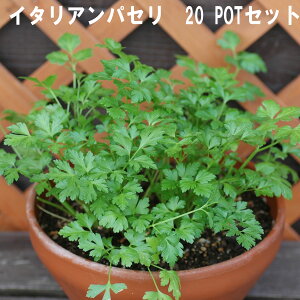 C^ApZ n[u 9cmPOT 4`20Zbg Ă₷v ^[͔|\ ɍ