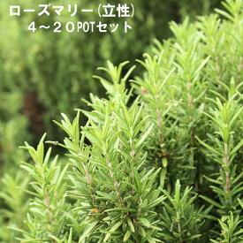 ローズマリー 立性 ハーブ 9cmPOT 4～20個セット 育てやすいプ ランター栽培可能 料理に合う ハーブティー リース