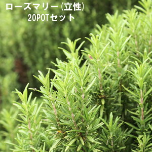 [Y}[  n[u 9cmPOT 4`20Zbg Ă₷v ^[͔|\ ɍ n[ueB[ [X