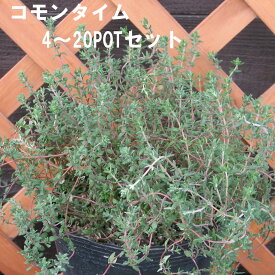 コモンタイム ハーブ 9cmPOT 4～20個セット 育てやすいプ ランター栽培可能 料理に合う