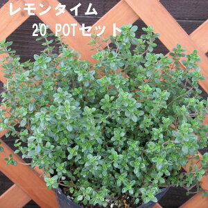 ^C n[u 9cmPOT 4`20Zbg Ă₷v ^[͔|\ ɍ