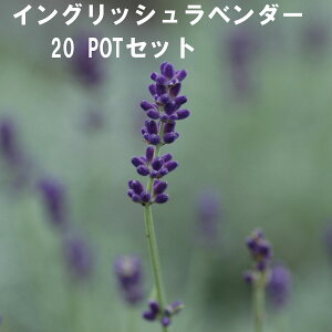 CObVx_[ n[u 9cmPOT 4`20Zbg Ă₷v ^[͔|\ ɍ