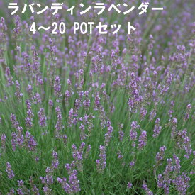 ラヴァンディンラベンダー ハーブ 9cmPOT 4～20個セット 育てやすいプ ランター栽培可能 料理に合う