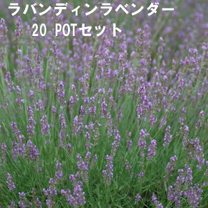 @fBx_[ n[u 9cmPOT 4`20Zbg Ă₷v ^[͔|\ ɍ