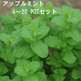 アップルミント ハーブ 9cmPOT 4～20個セット 育てやすいプ ランター栽培可能 料理に合う