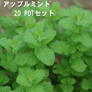 Abv~g n[u 9cmPOT 4`20Zbg Ă₷v ^[͔|\ ɍ