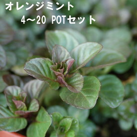 オレンジミント ハーブ 9cmPOT 4～20個セット 育てやすいプ ランター栽培可能 料理に合う