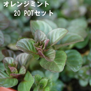 IW~g n[u 9cmPOT 4`20Zbg Ă₷v ^[͔|\ ɍ