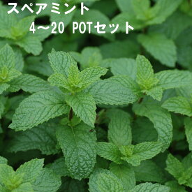 スペアミント ハーブ 9cmPOT 4～20個セット 育てやすいプ ランター栽培可能 料理に合う
