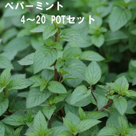 ペパーミント ハーブ 9cmPOT 4～20個セット 育てやすいプ ランター栽培可能 料理に合う