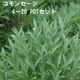コモンセージ ハーブ 9cmPOT 4～20個セット 育てやすいプ ランター栽培可能 料理に合う