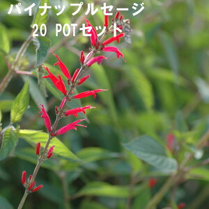 pCibvZ[W n[u 9cmPOT 4`20Zbg Ă₷v ^[͔|\ ɍ