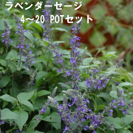 ラベンダーセージ ハーブ 9cmPOT 4～20個セット 育てやすいプ ランター栽培可能 観賞用セージ