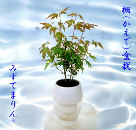 カエデ 盆栽 みずてまりん カエデ盆栽 和風 プレゼント インテリア 敬老の日 父の日 母の日 水やり簡単