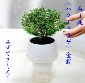 ハクチョウゲ 盆栽 みずてまりん ハクチョウゲ盆栽 白丁花 和風 プレゼント インテリア 敬老の日 父の日 母の日 水やり簡単