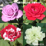 ミニバラ 3号鉢 4種 各1個セット 送料無料 産地直送 ガーデニング バラ苗 希少なバラ ローズガーデン