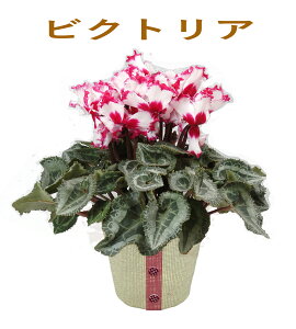 y|Cg3{z VN 5 VNA Ε v[g a EB^[Mtg ~̉Ԕ 11{͂ VCj[sN rNgA tWsN v}[W