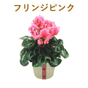 y|Cg3{z VN 5 VNA Ε v[g a EB^[Mtg ~̉Ԕ 11{͂ VCj[sN rNgA tWsN v}[W