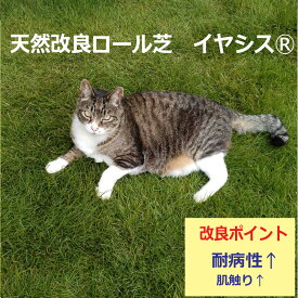 芝生 天然芝 ロール芝 改良芝 品種改良 肌触り 耐病性 張りやすい 送料無料