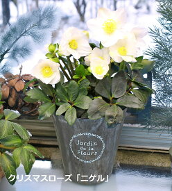 【ポイント2倍】 クリスマスローズ クリスマスローズ「ニゲル」 5号鉢 送料無料