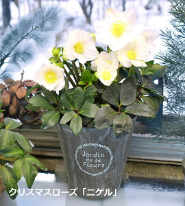 y|Cg2{z NX}X[Y NX}X[YujQv 5 