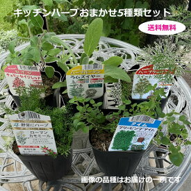 ハーブ苗 5個 花苗 季節の苗 ハーブ 苗木 苗物 ガーデニング ハーブティー 料理 おまかせ 初心者 お試し 寄せ植え 家庭菜園 栽培 送料無料 ハーブガーデン 観葉植物 ラベンダー タイム ローズマリー ミント 3号鉢 キッチンハーブ セット