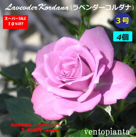 ミニバラ バラ ラベンダーコルダナ 3号鉢 4個セット コルダナ コルダーナ 産地直送 ガーデニング バラ苗 希少なバラ