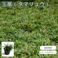タマリュウ 玉竜 ポット苗 20ポット・40ポットセット タマリュウ鉢植え グランドカバー 雑草予防 暑さに…