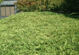 コグマザサ30POTセット グランドカバー 良く育つ 寒さに強い 常緑 和風 3.5号POT まとめ買い