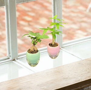 ݂Ă܂ 2Zbg ϗtA ȒP TCY ChAO[  v[g Mtg 킢  12cm pL KW}