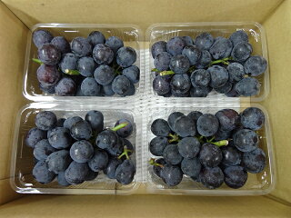 ご注文より14日以内に発送岡山産・種なし「ニューピオーネ」訳あり品2kgご自宅用500g×4箱入り数量限定岡山県新見市哲多産草月葡萄園^YYNP02B2^