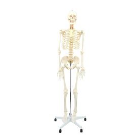[高さ175cm] VeroMan 人体骨格模型 等身大サイズ 骨格標本 稼動 直立 スタンド 教材 モデル