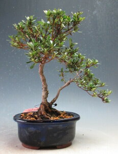 盆栽 花芽付!皐月(サツキ)(日の丸)【現品】2026春開花予定