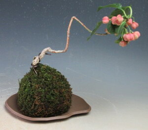 tI}~i܂݁j̑ۋʖ~́yizykCEEsz