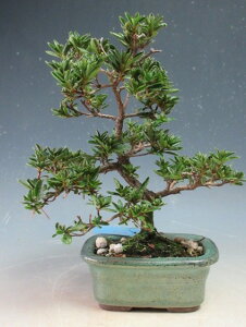 ~́@ԉtIHiTcLji̋Pjyiz2026tJԗ\